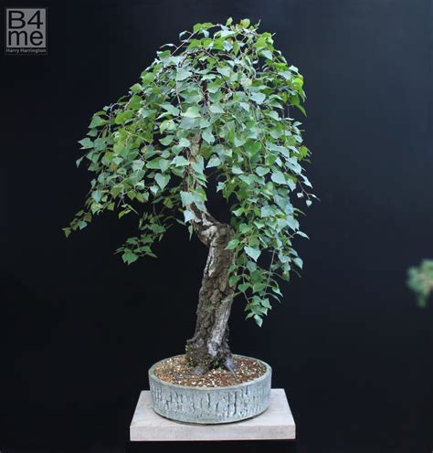 Betula pendula/Silver Birch bonsai – Bonsai4Me