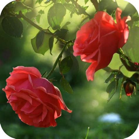 Red Rose Flowers Live Wallpaper | Best Flower Site