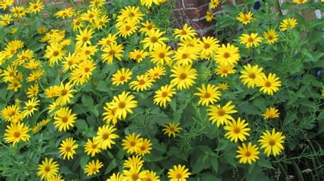 Yellow Daisies Free Stock Photo - Public Domain Pictures