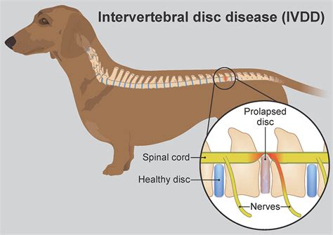 IVDD/slipped disc in dogs - PDSA