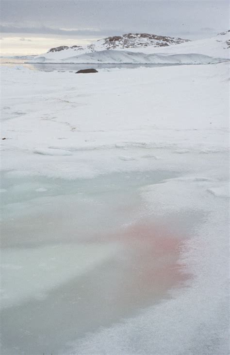 Snow algae — Australian Antarctic Program