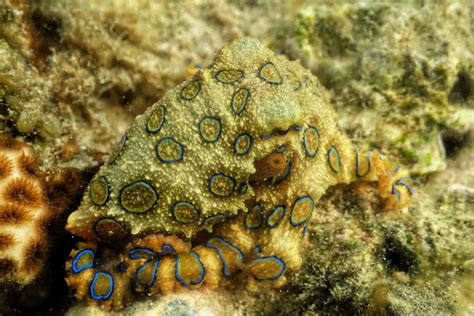 The Blue Ringed Octopus - SeaTrek Sailing Adventures