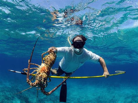 How to Go Spearfishing for Beginners: The Complete Guide (Updated 2023)