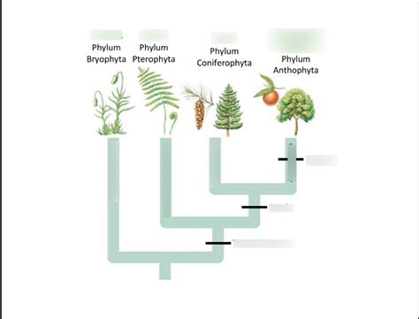 Phylogenetic Tree Of Plants