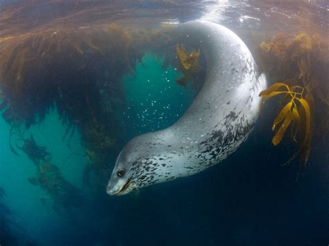 leopard seal swimming