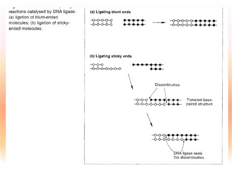 Dna ligase | PPT