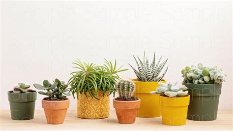 there are many different types of succulents in the pots on the table