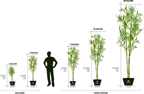 Bamboo Plant Sizes - Lewis Bamboo