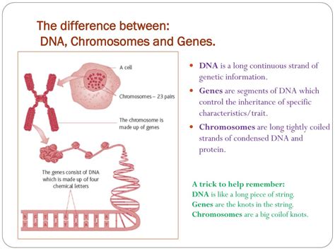 PPT - DNA PowerPoint Presentation, free download - ID:2474663