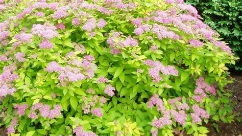 Renewal Pruned Spirea Flourishing - YouTube