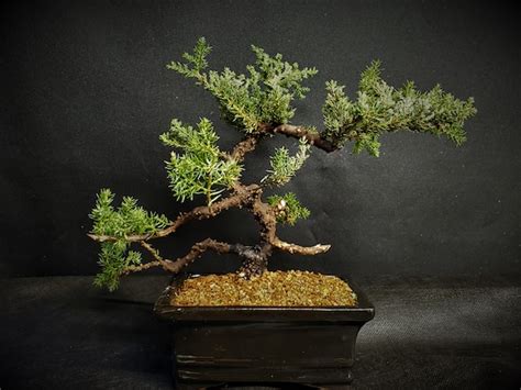 Japanese Dwarf Juniper Bonsai Tree 46 - Etsy