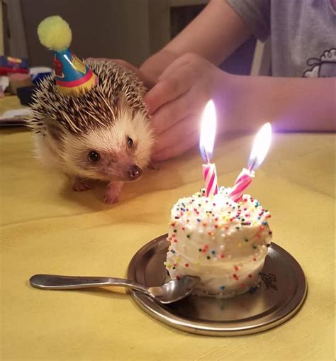 A Hedgehog Happy Birthday Party: Ideas & Recipes - Heavenly Hedgies