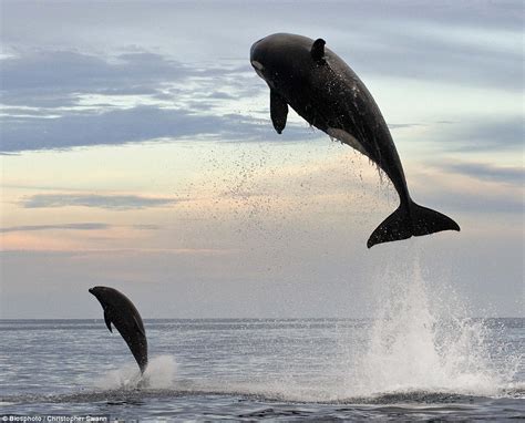 Look out, he’s behind you! Eight-ton orca leaps 15ft into the air to finally capture dolphin he ...