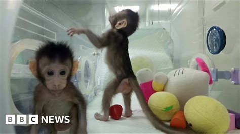 Cloned monkeys: First primate clones are created in lab - BBC News