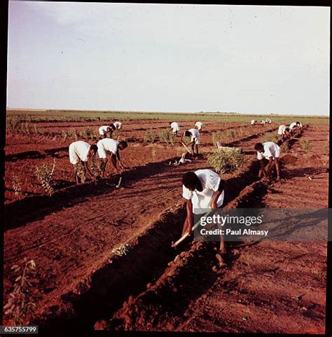 151 Furrow Irrigation Stock Photos, High-Res Pictures, and Images ...