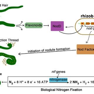 [PDF] Legume growth-promoting rhizobia: An overview on the Mesorhizobium genus