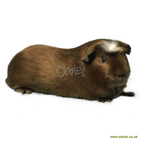 Crested Guinea Pigs | Crested For Sale | Guinea Pig Breeds