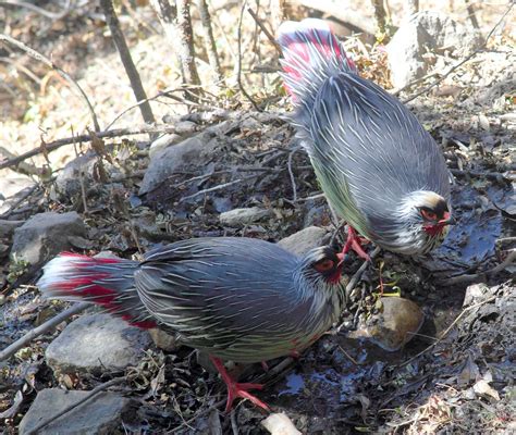 Blood Pheasant | Natural Atlas