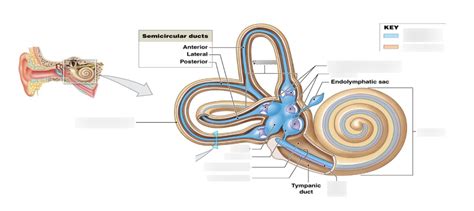 Cochlea Diagram Diagram | Quizlet