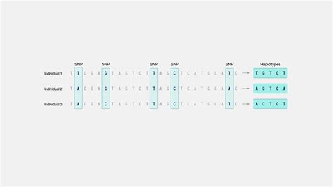 Haplotype