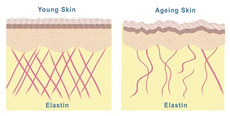 The Anatomical Structure Of The Elastin, Hyaluronic Acid, , 49% OFF