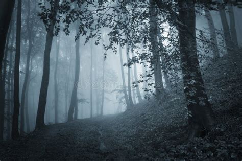 Dark Woods With Blue Fog On Halloween Evening Royalty Free Stock Photo - Image: 38353315