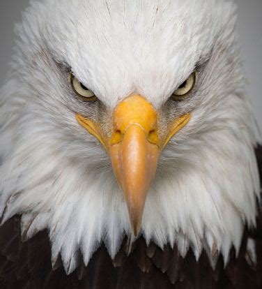 Bald Eagle Predators Bird of Prey from North American - Wings Bird Pro