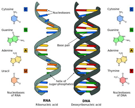 5 Examples Of Nucleic Acids For Biology Class - Science Trends