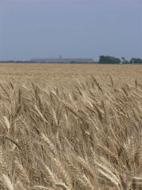 Dougintology: How to tell when to harvest the wheat