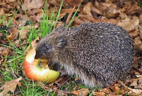 European Hedgehog Diet & Feeding Behaviour - Diet Composition ...