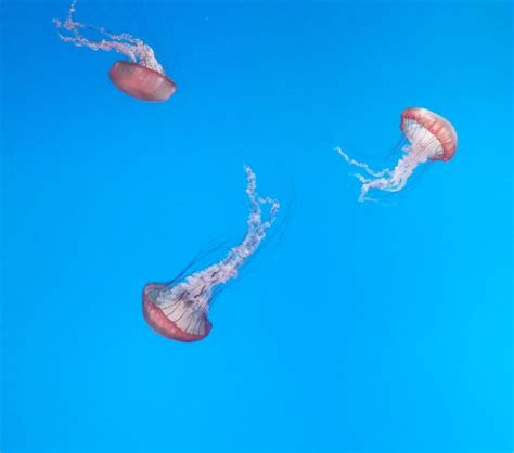 Jellyfish in Toronto Aquarium 2 | michaeledwardmarks | Flickr