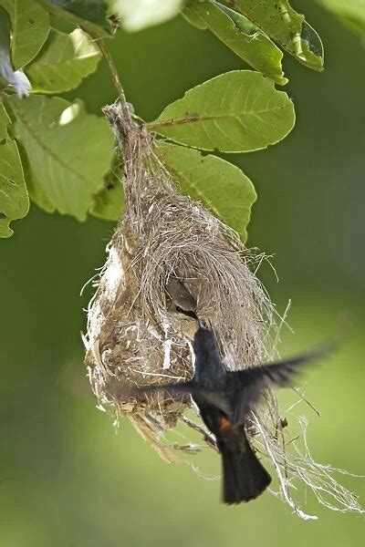 Amethyst Sunbird male at nest (Photos Framed, Prints, Puzzles, Posters, Canvas,...) #1299250