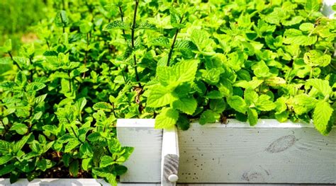 How to Plant, Grow and Care For Peppermint