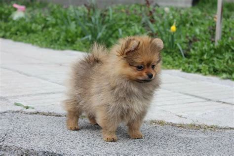 German Spitz Dog Breed Information, Puppies, Life Span,