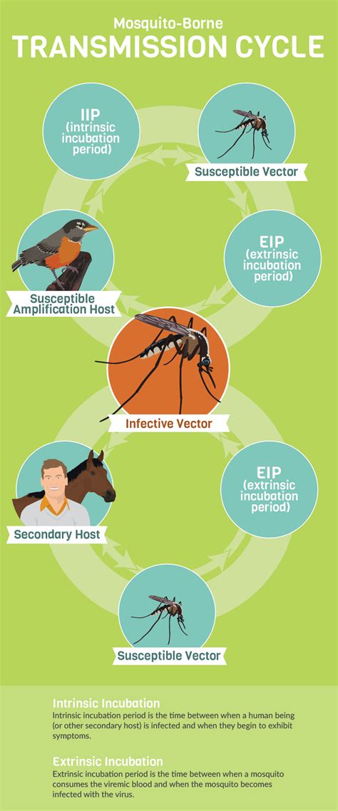 Life Cycle Of Mosquitoes