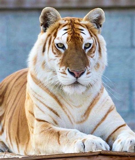 tigre tigrè dorè. | Zeldzame dieren, Dieren, Grote katten