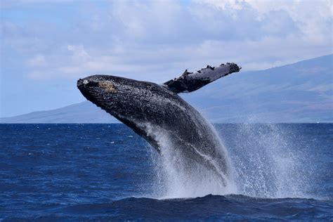 Most Popular Hawaiian Wildlife You Might See While in Oahu