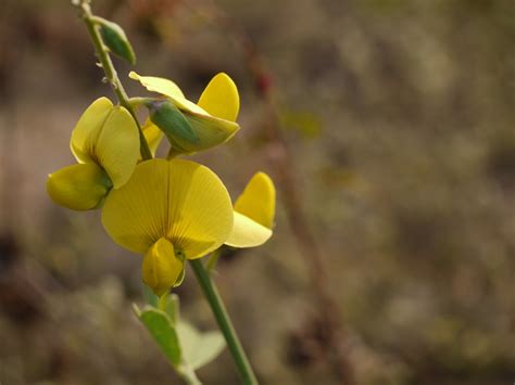 Crotalaria (Crotolaria, Devil-bean, Rattlebox, Rattlepod, Rattleweed, Shake shake) | North ...