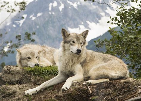 Alaskan Tundra Wolf stock image. Image of white, mammal - 30725561