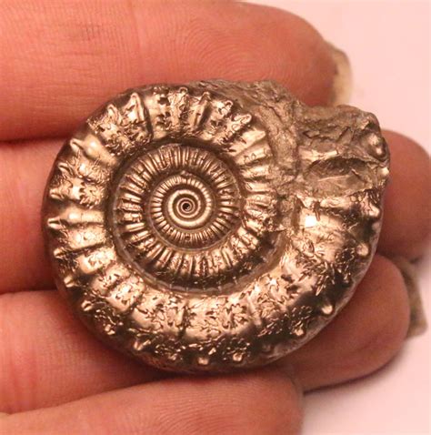 Iron pyrite Ammonite fossil - Crucilobiceras densinodulum - 37 mm - Catawiki