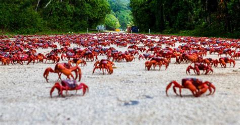 Best Time to See Red Crab Migration in Christmas Island 2019 - Rove.me