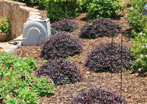 Use loropetalum for early spring blooms | Mississippi State University Extension Service