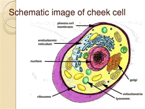 Human Cheek Cell DNA extraction