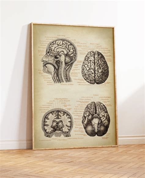 Brain Anatomy POSTER Brain Chart Scientific Illustration - Etsy