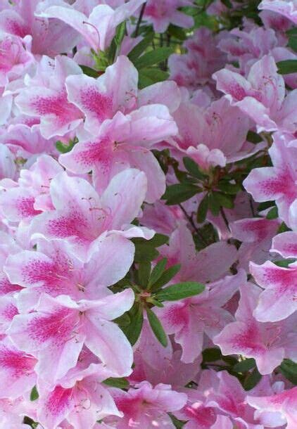 Carolian Azalea 3'-6' Tall 3'-6' Wide Evergreen Blooms in Spring Plant ...