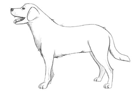 How To Draw A Dog For Beginners [Video Tutorial]