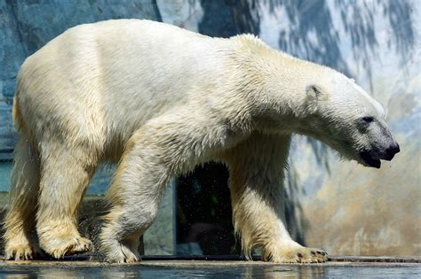 Polar Bear Predator Animal - Free photo on Pixabay - Pixabay