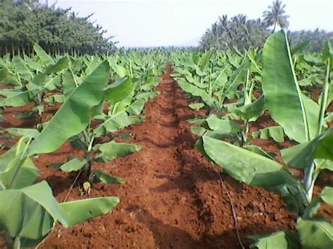 Banana Farming Information Guide | Asia Farming