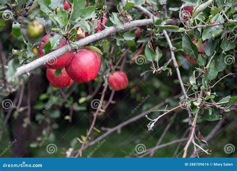 Ripe Red Gala Apples on Tree Branch in Organic Orchard Stock Photo ...