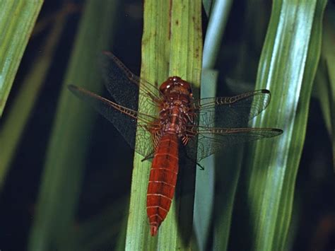 Libellulidae - Crocothemis erythraea